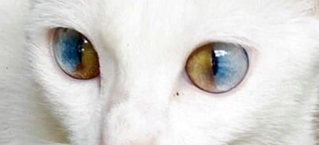 Gatto con occhi dicromatici