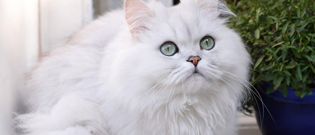 Uno splendido gatto persiano dal mantello bianco