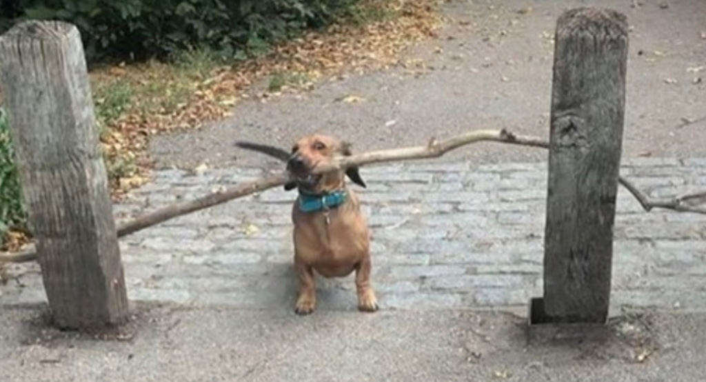 Il bastone scelto dal cane è troppo lungo