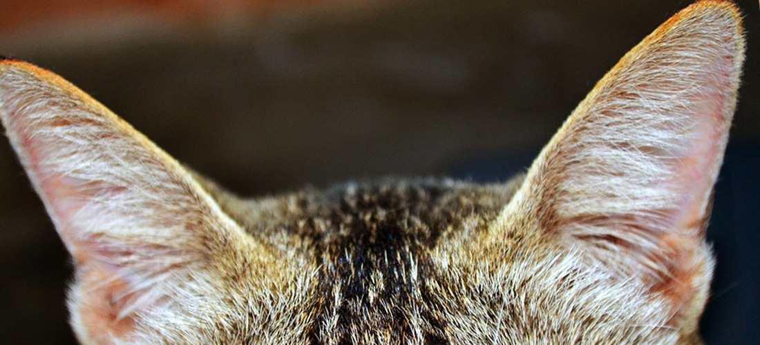 La forma delle orecchie del gatto