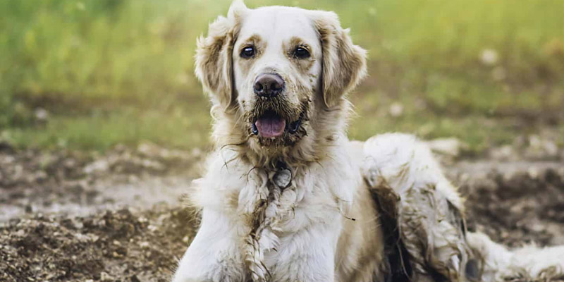 Un cane gioca felice nel fango