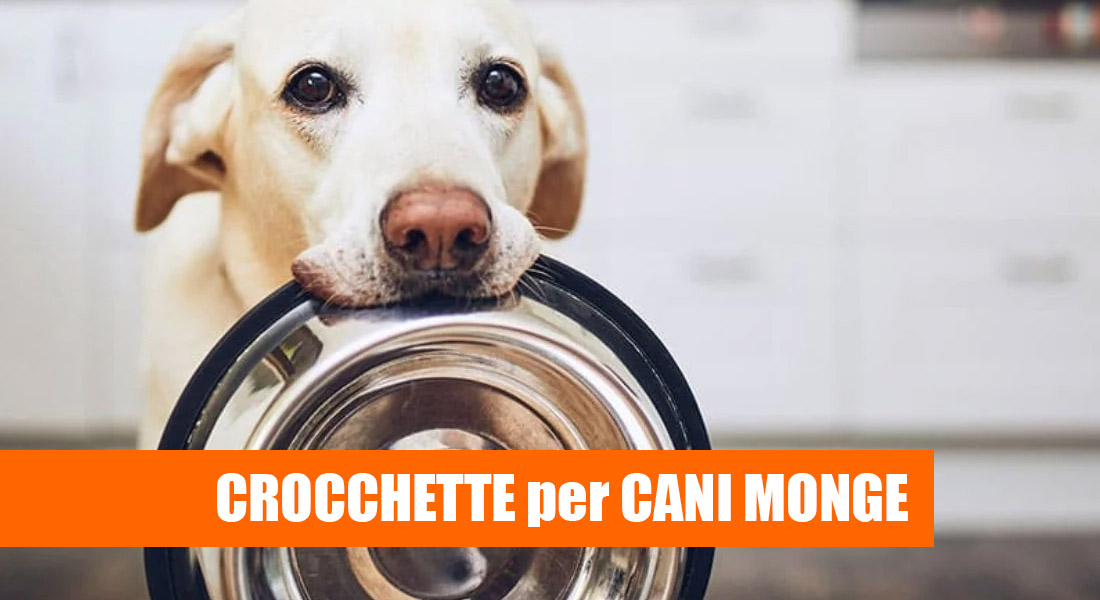 Migliori Crocchette per cani Monge [Recensioni con Prezzi]