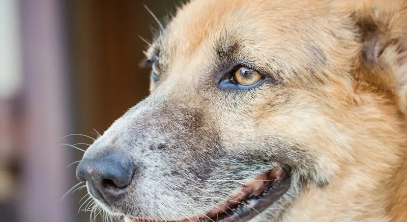 Pelo grigio e cani anziani