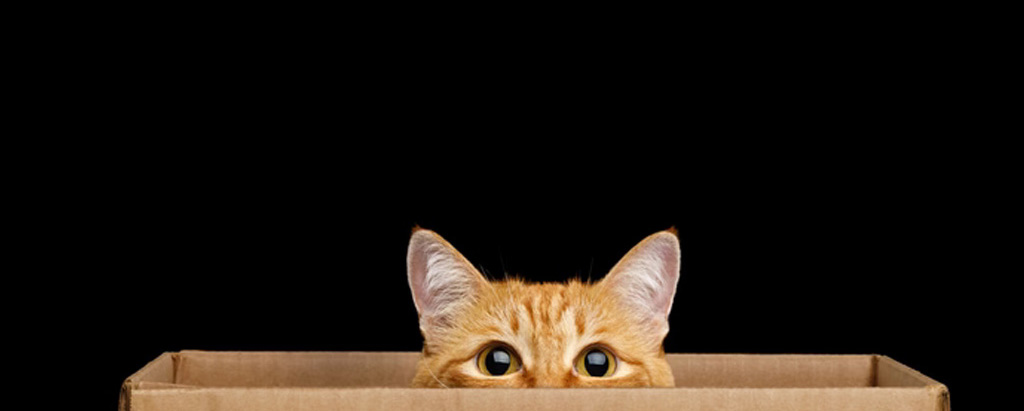 Un gatto in una scatola