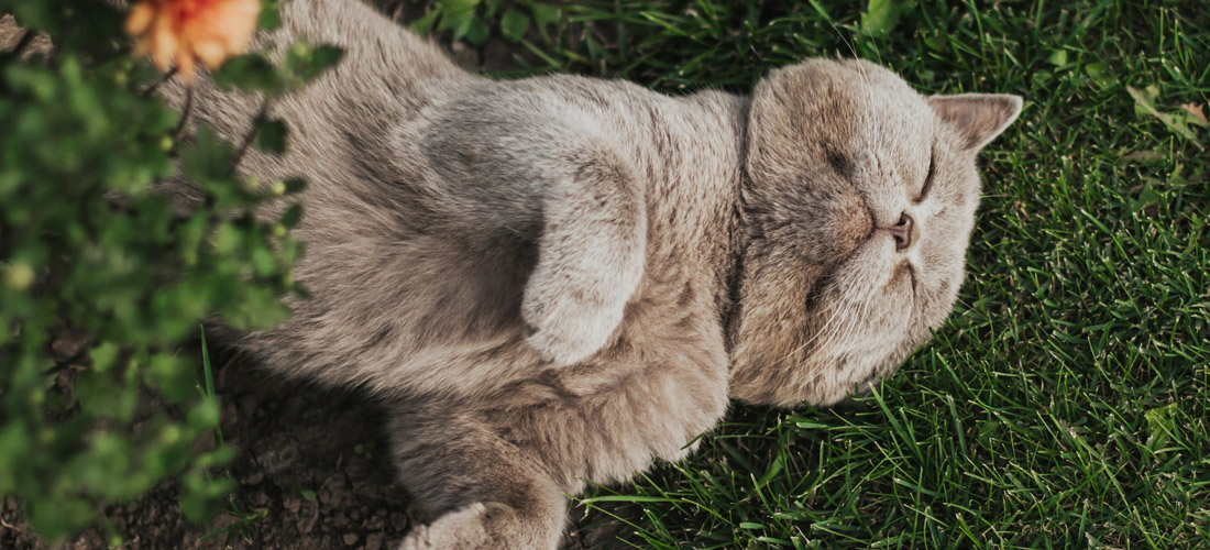 Un gatto influenzato dagli aromi dell'erba gatta